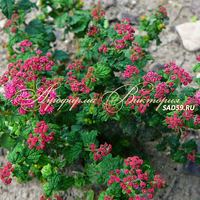 Спирея японская Булата Спирея японская Булата